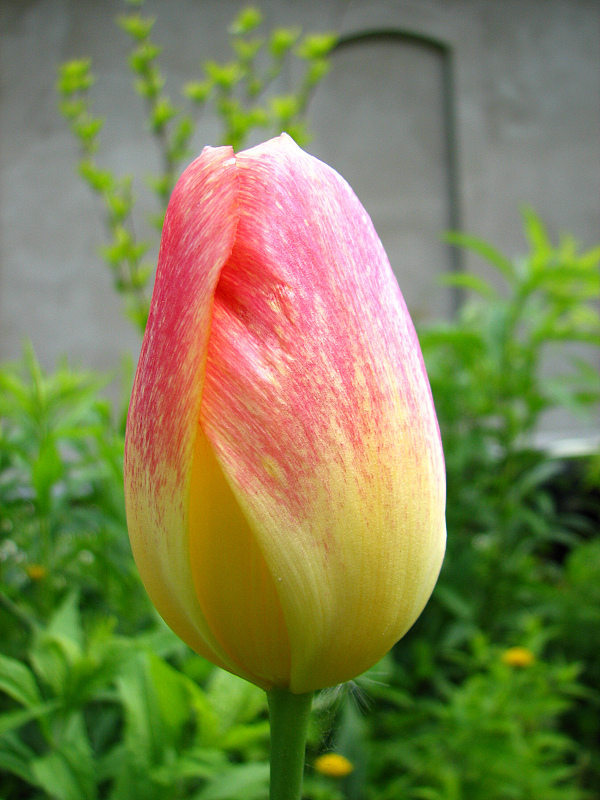 Tulipán