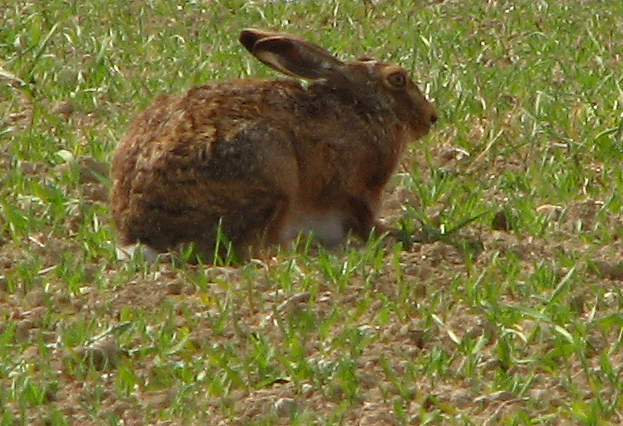 Zajíc